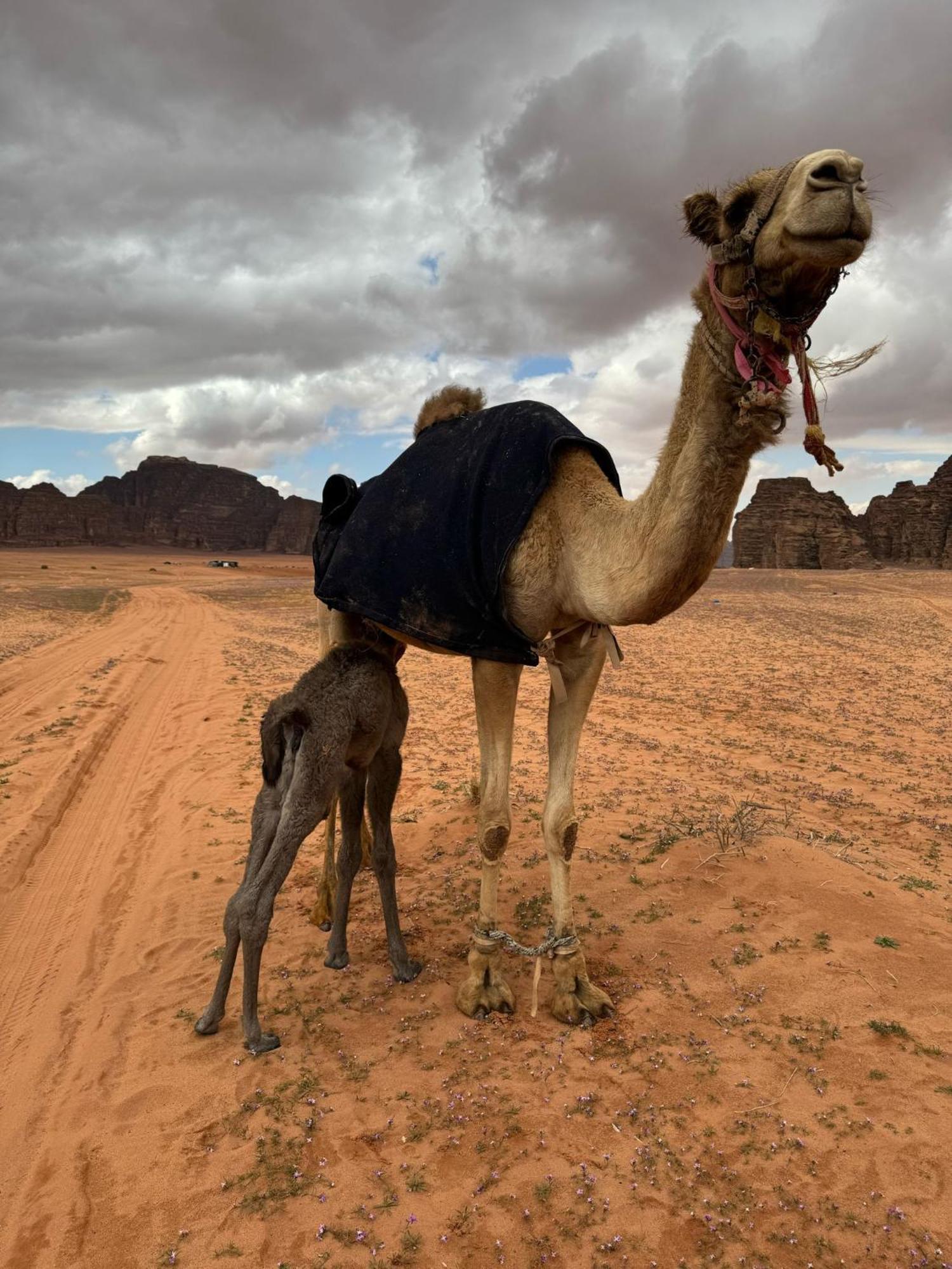 Sunrise Luxury Camp Hotel Wadi Rum Luaran gambar